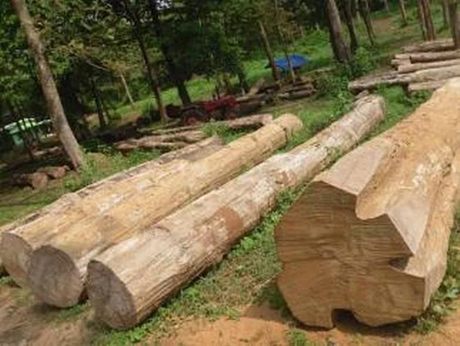 നിലമ്പൂർ മുത്തപ്പൻകുന്നിൽ വനഭൂമിയിൽ നിന്ന് വിലയേറിയ മരങ്ങൾ വെട്ടിക്കടത്തി, പ്രതികളെക്കുറിച്ച് വ്യക്തമായ സൂചന ലഭിച്ചെന്ന് വനംവകുപ്പ് ഉദ്യോഗസ്ഥർ