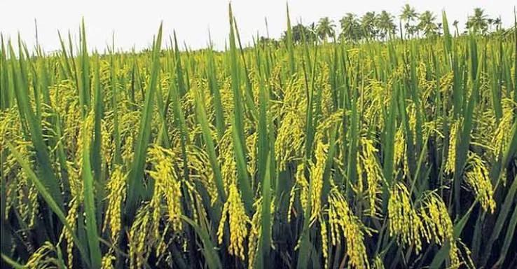 വന്യമൃഗശല്യം: നെൽകർഷകർ ദുരിതത്തിൽ