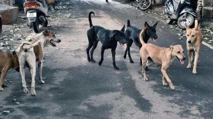 വിദ്യാർത്ഥിയെ നായ ഓടിച്ചു, രക്ഷപ്പെടാൻ ശ്രമിക്കുന്നതിനിടെ ടിപ്പർ ലോറി ഇടിച്ചു, വിദ്യാർത്ഥിനിക്ക് പരിക്ക്