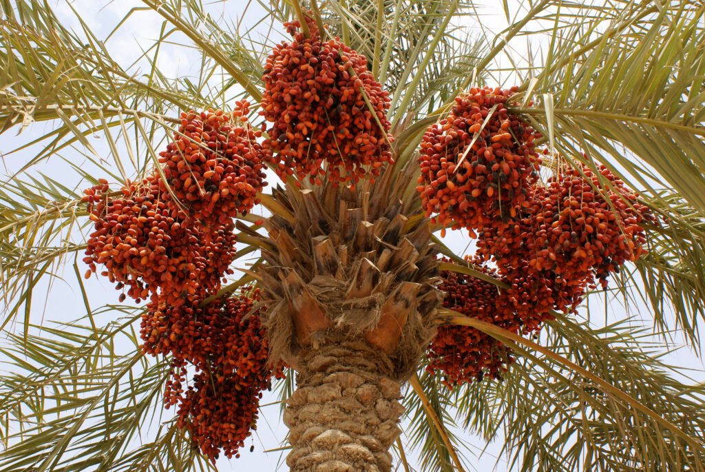 Dates005